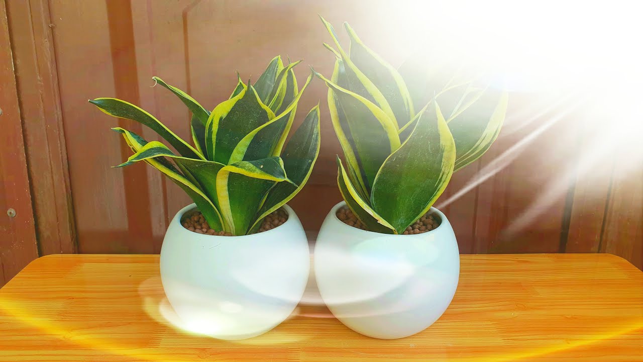 Cây lưỡi hổ thái-chậu nhựa