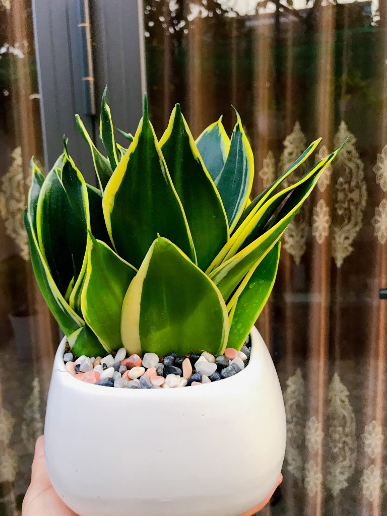 Cây lưỡi hổ thái-cho thuê