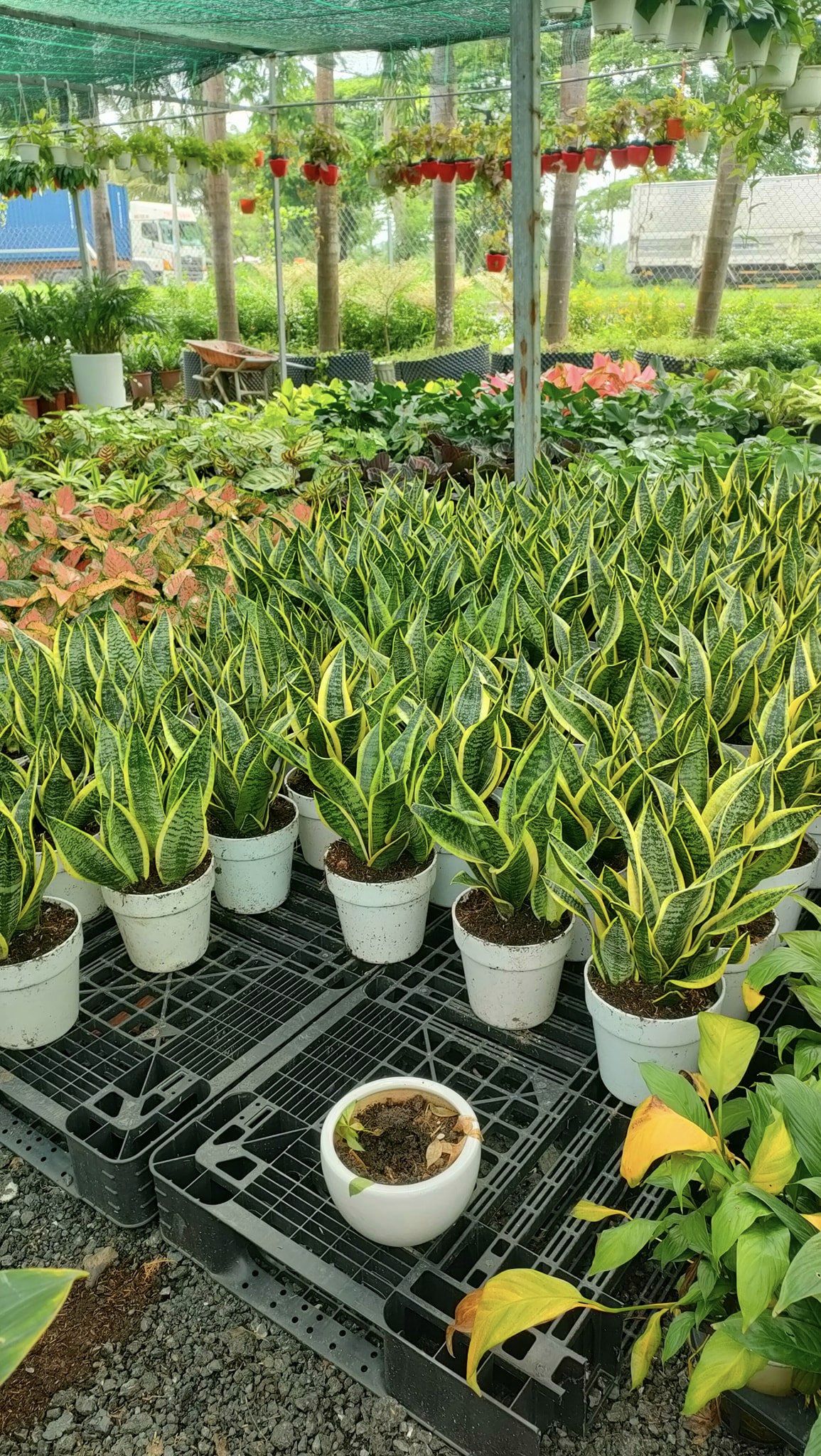 Cây Lưỡi Hổ -chậu men sứ