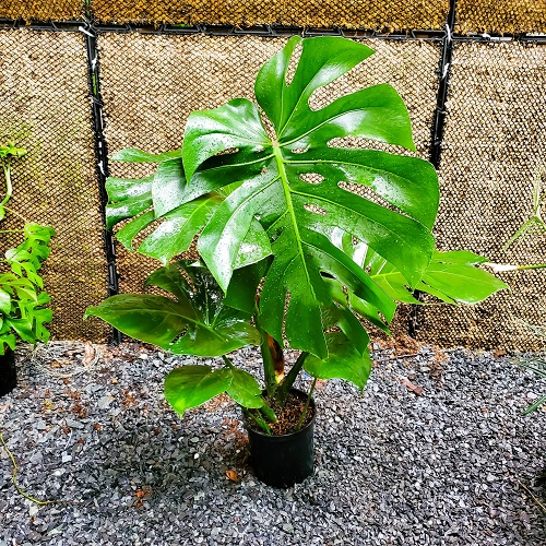 Monstera-chậu sứ -size lá 30-35cm