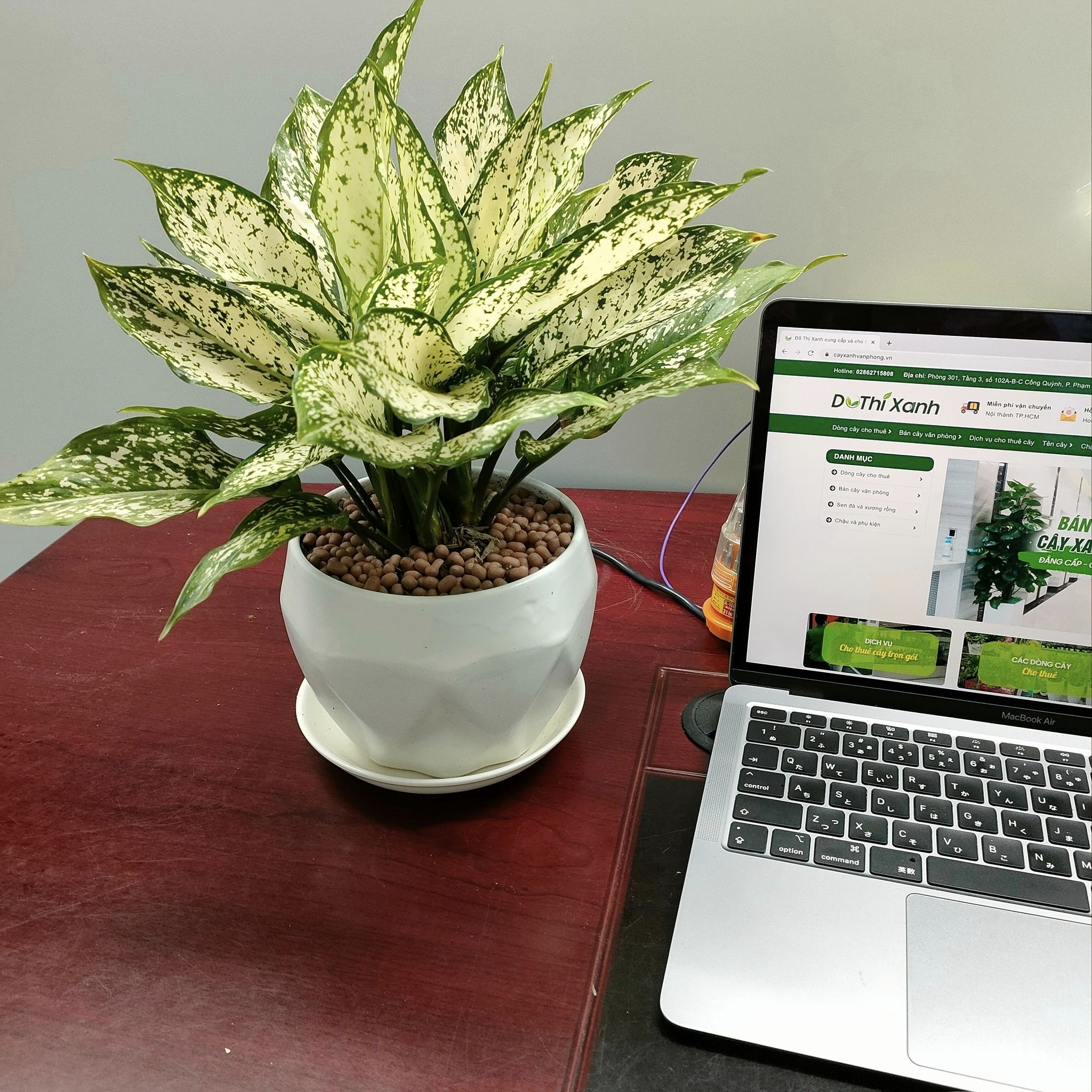 DỊCH VỤ THUÊ CÂY XANH