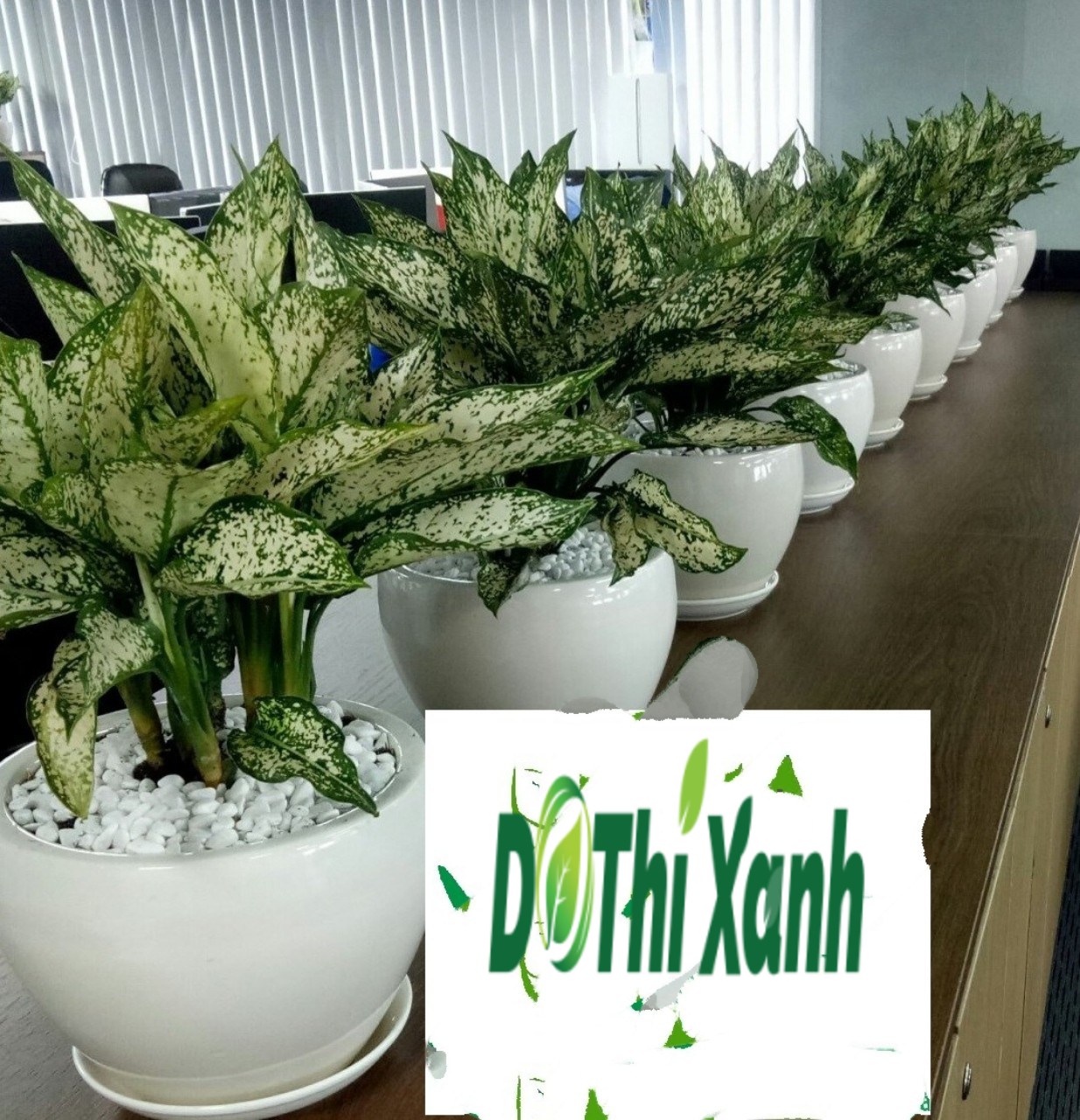 Cây Ngọc ngân -chậu men sứ