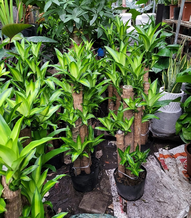Cây phát tài khúc -chậu nhựa