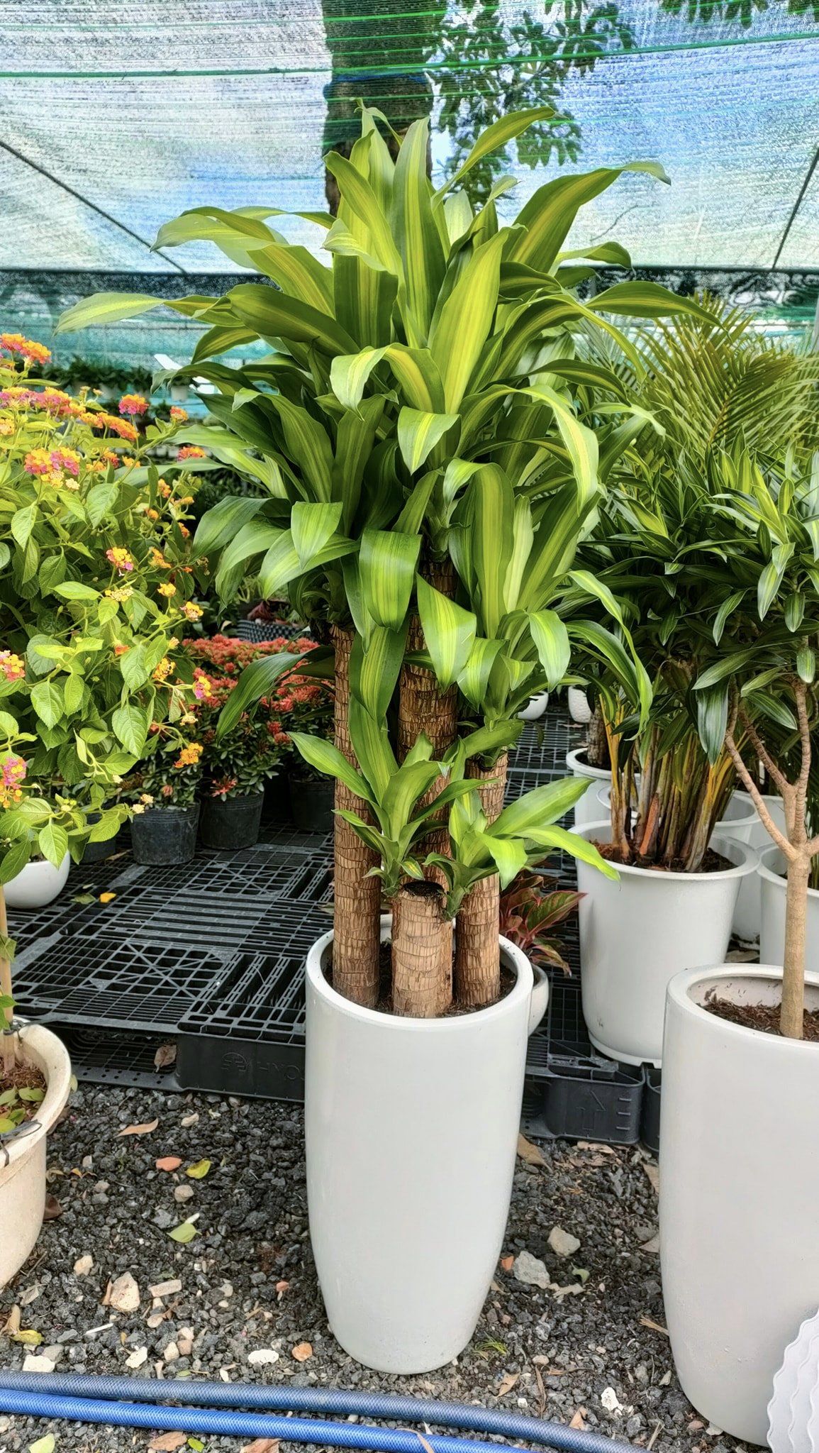 Cây phát tài khúc -chậu nhựa