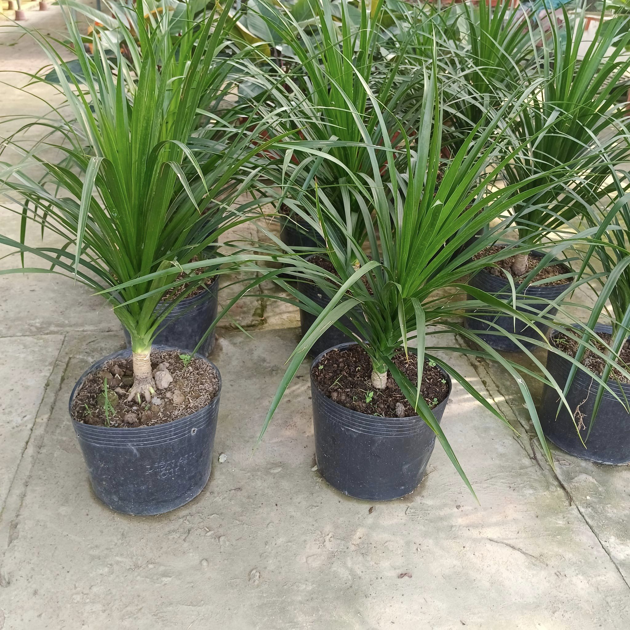 Cây phát tài núi 2 tầng -chậu sứ