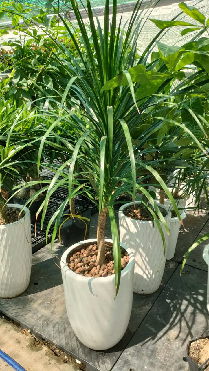 Cây phát tài núi 2 tầng -chậu sứ