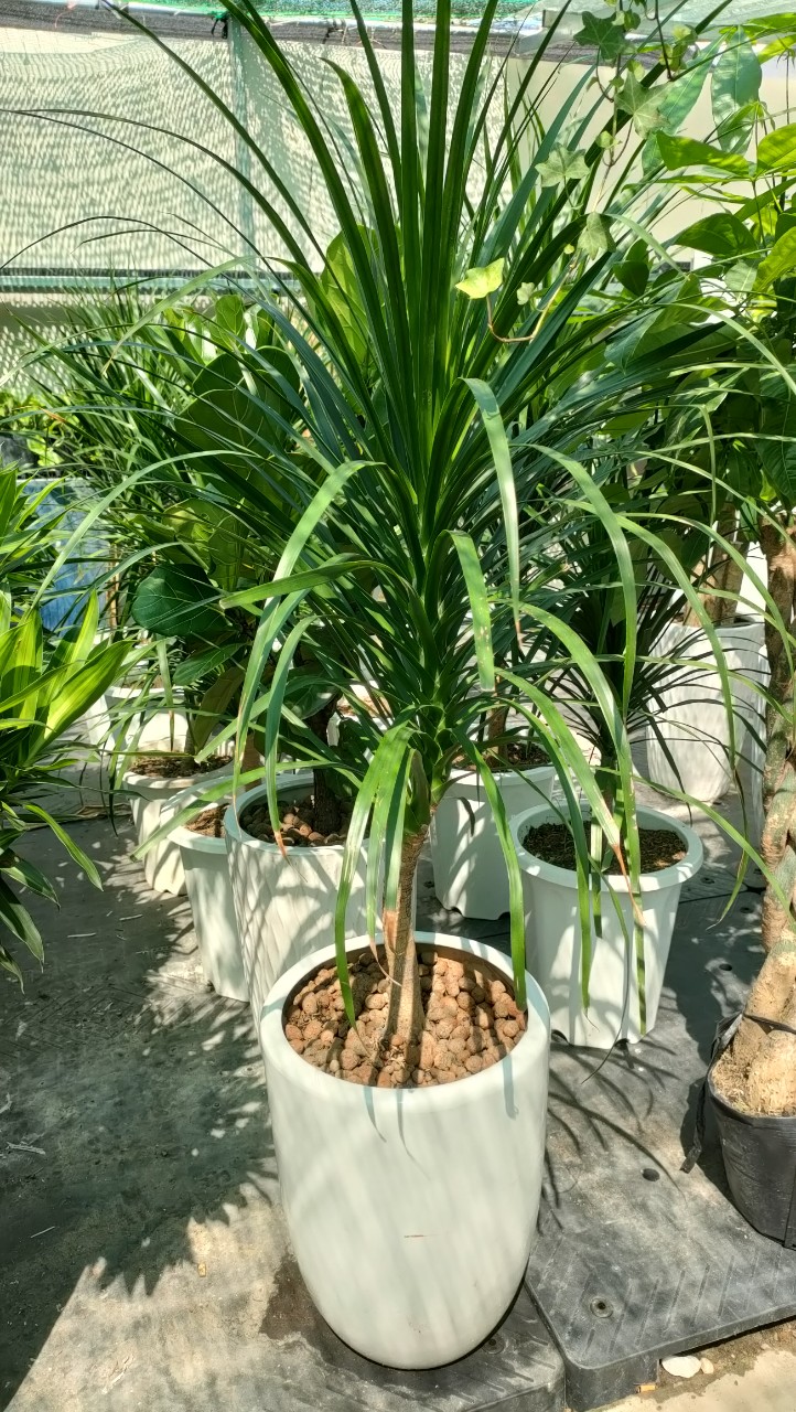 Cây phát tài núi 2 tầng -chậu sứ