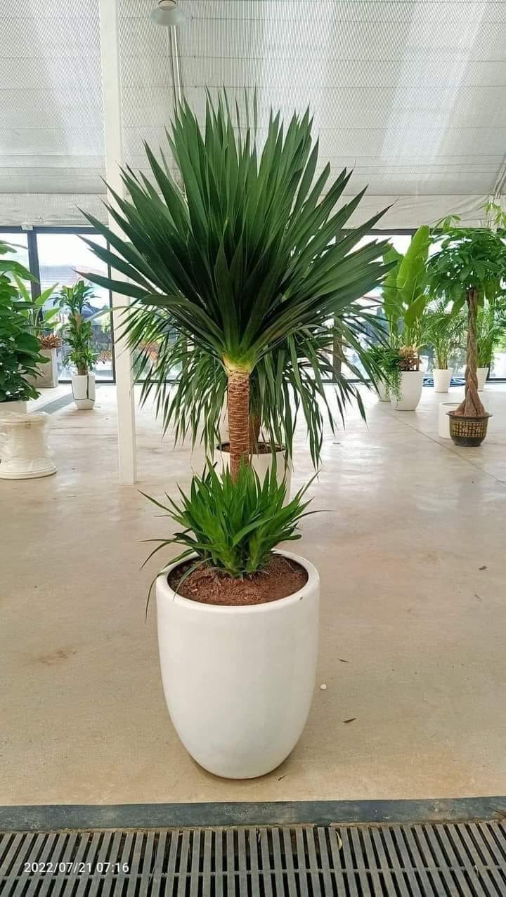 Cây phát tài núi 5 nhánh