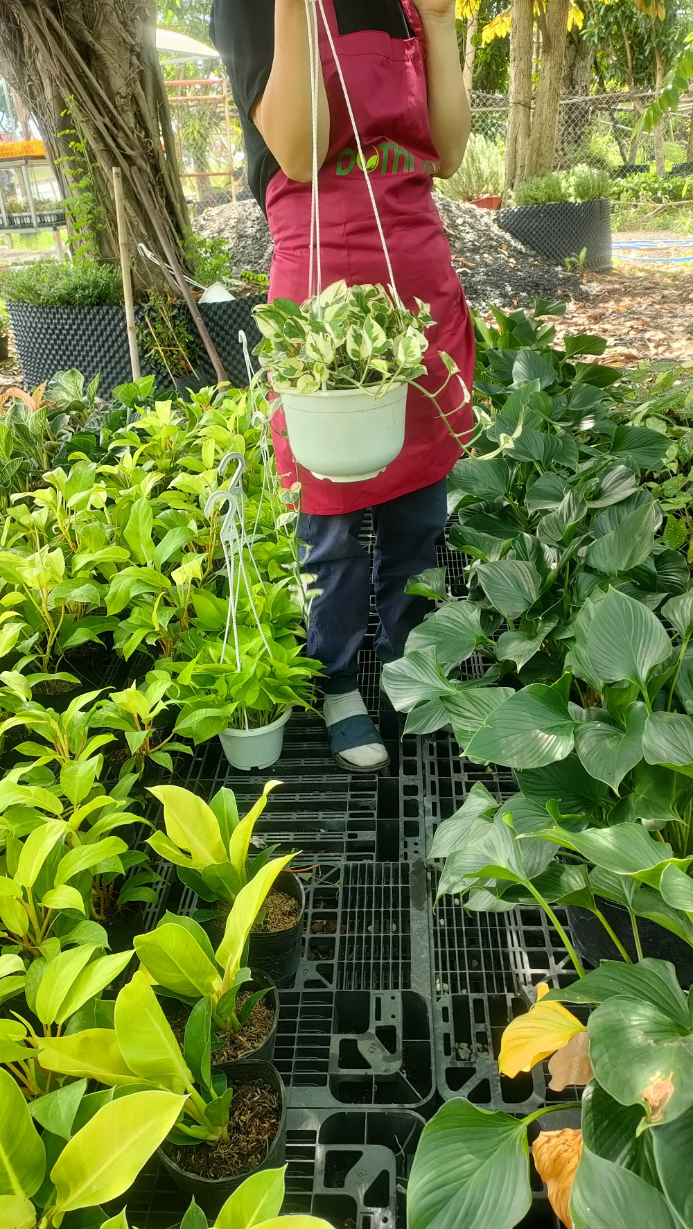 Trầu bà cẩm thạch -chậu nhựa