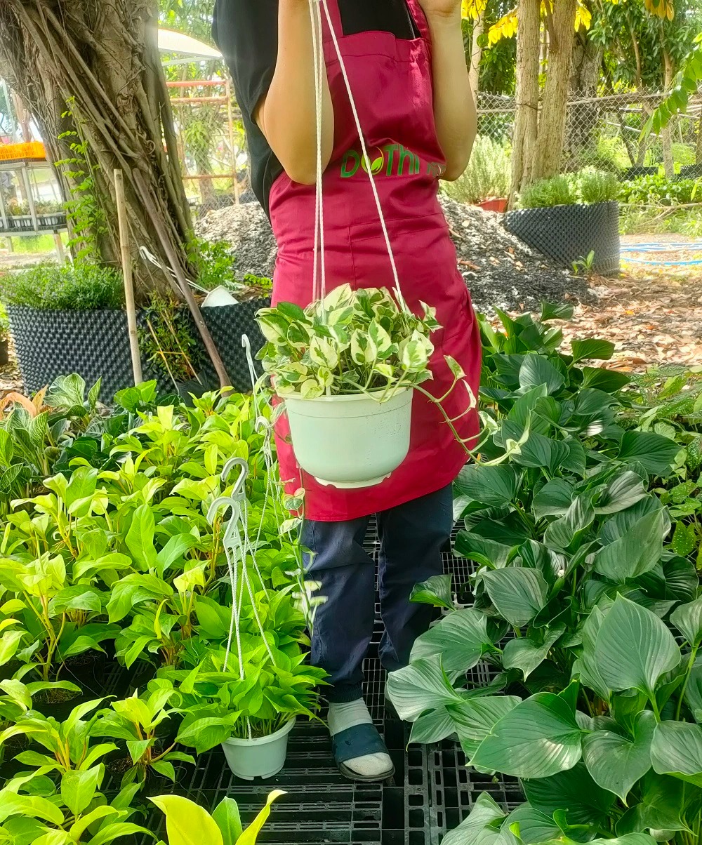 Trầu bà cẩm thạch -chậu nhựa