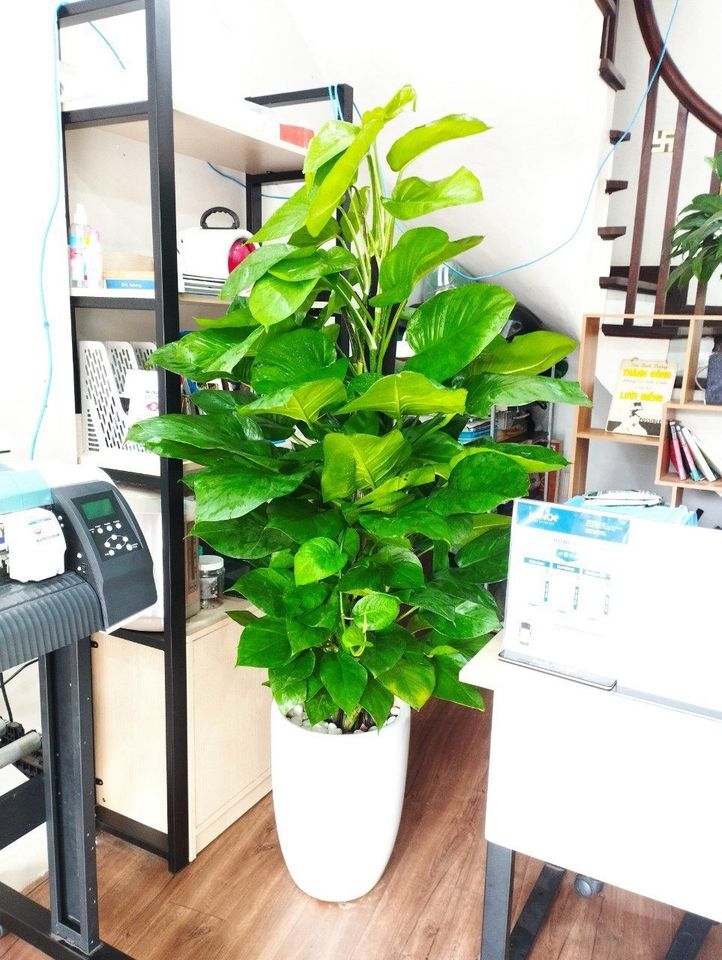 Cây trầu bà cột-cho thuê