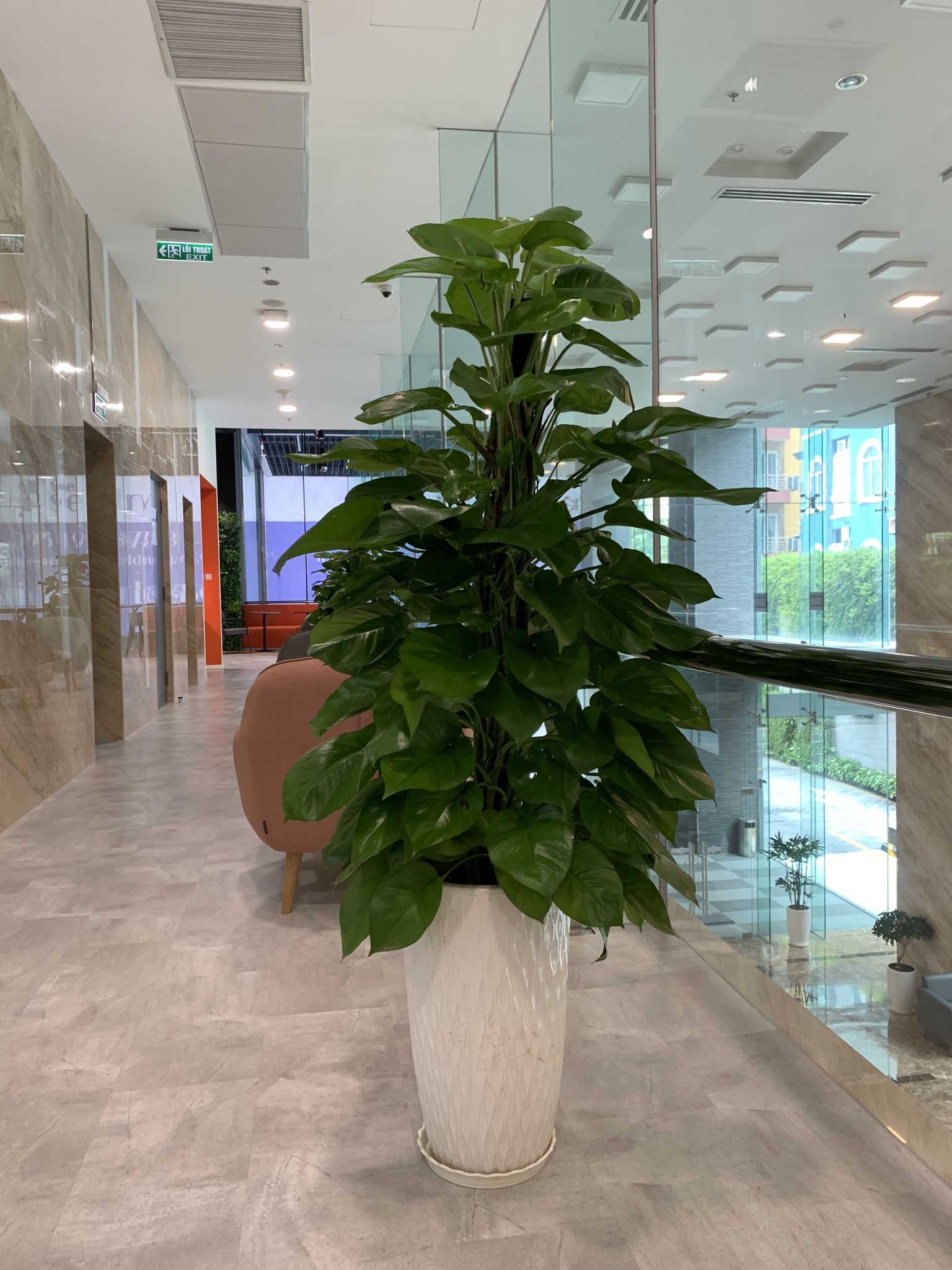 DỊCH VỤ THUÊ CÂY XANH