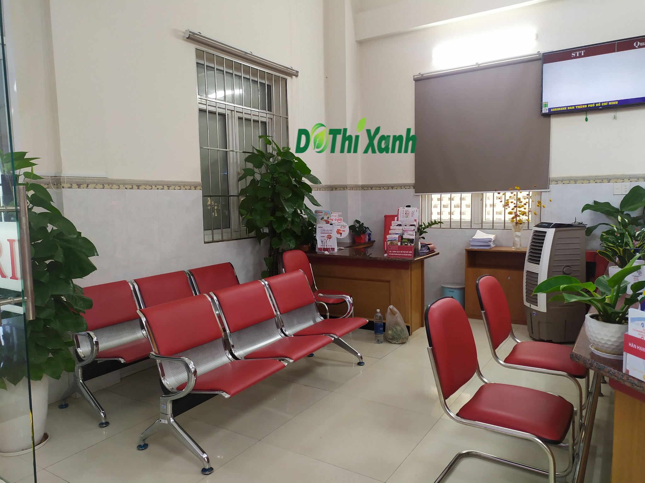 Cây trầu bà cột-chậu men sứ