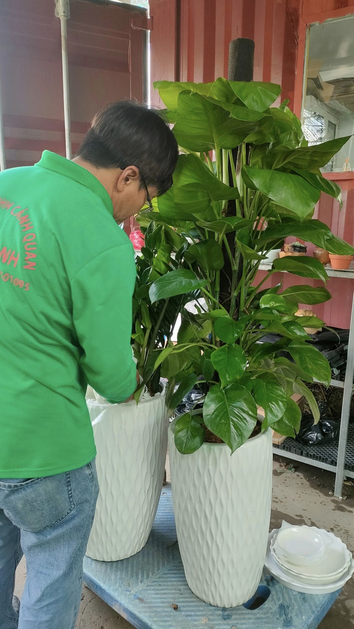 Cây trầu bà cột-chậu men sứ