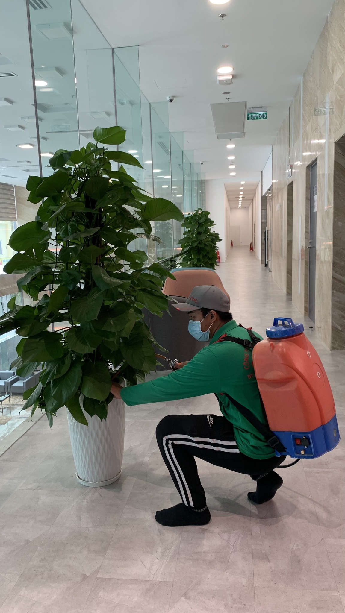 Cây trầu bà cột-chậu men sứ