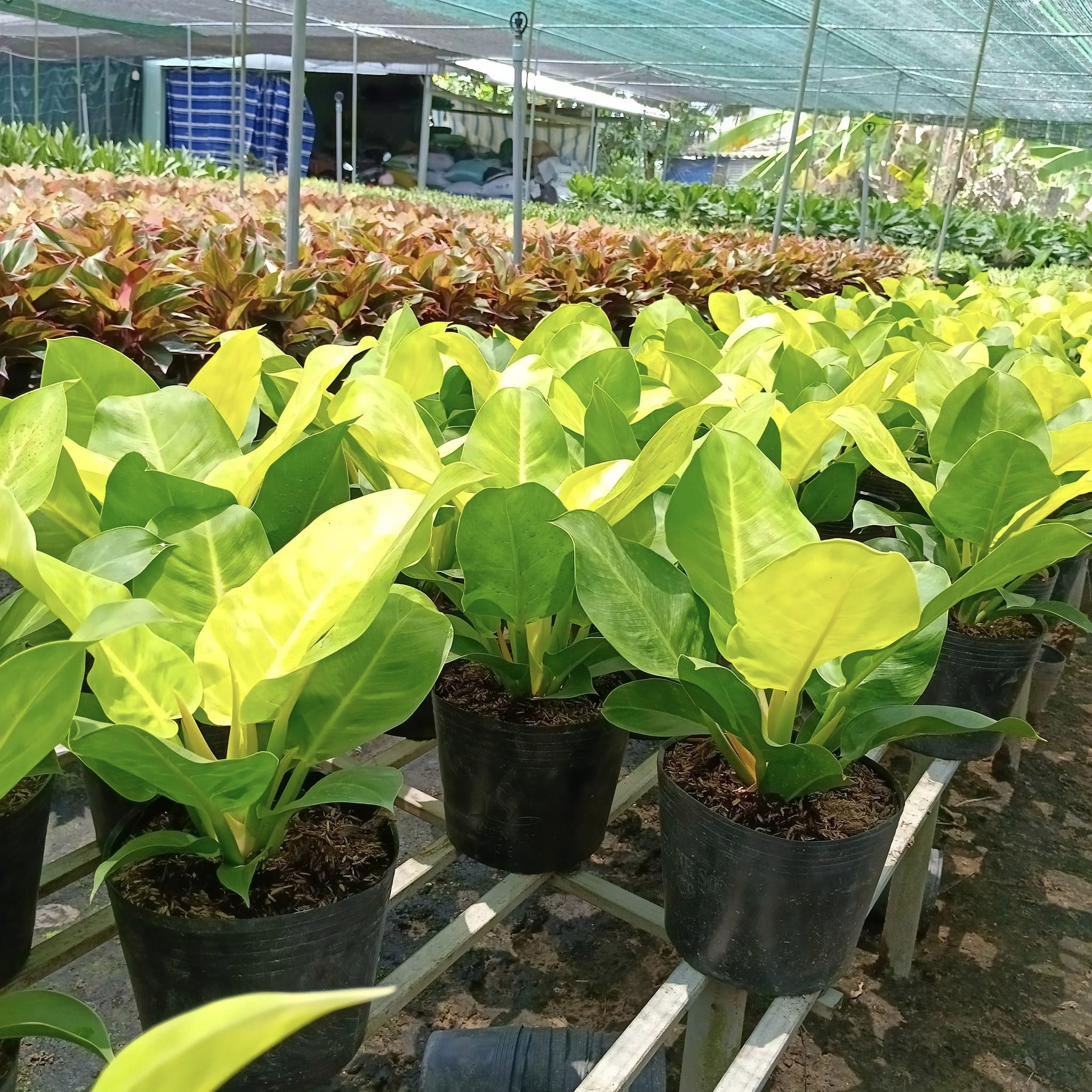 Cây trầu bà đế vương-chậu nhựa