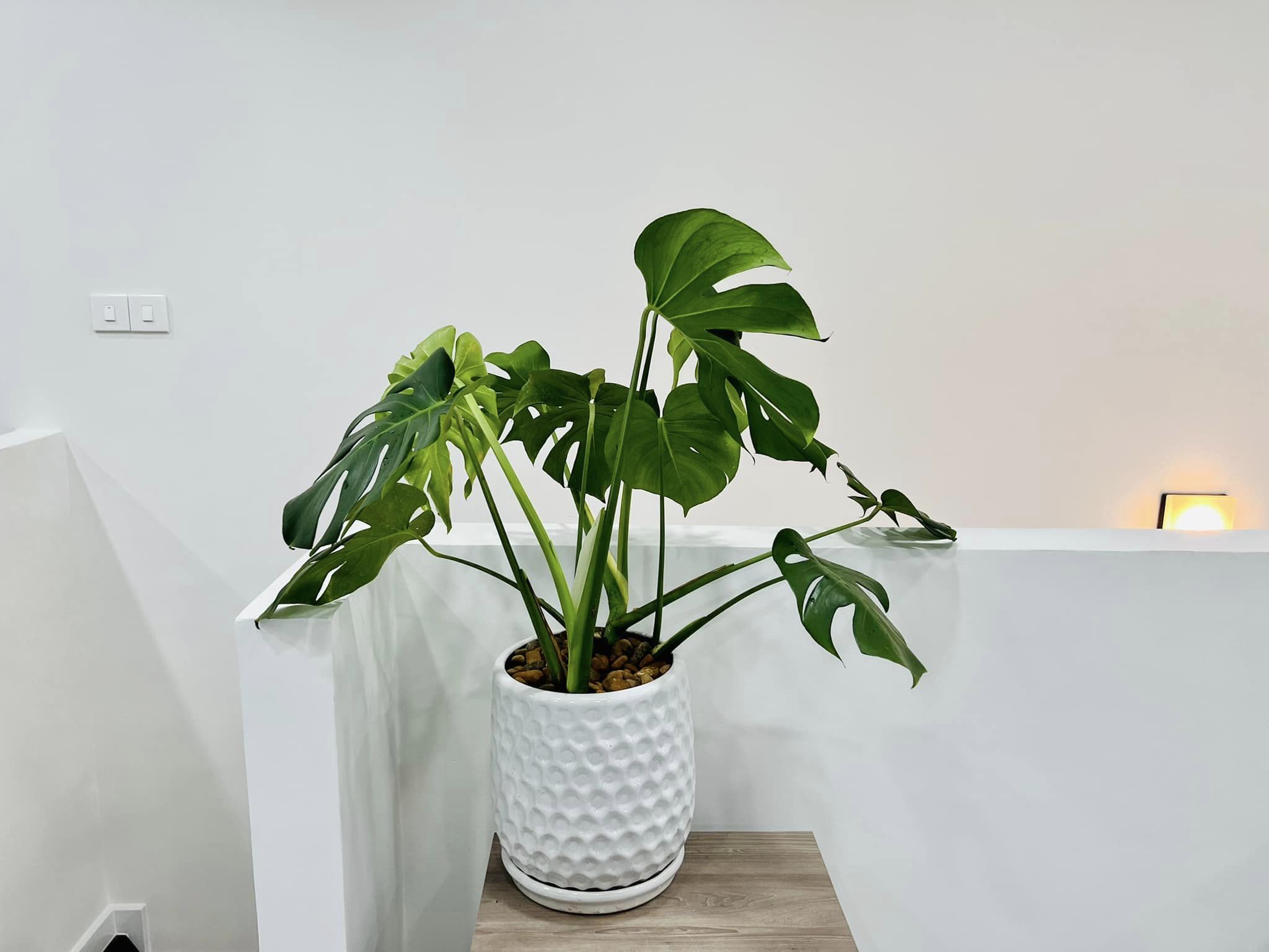 Monstera-chậu sứ -size lá 30-35cm