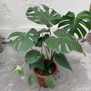 Monstera-chậu sứ -size lá 30-35cm