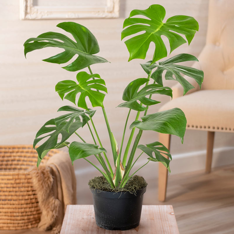 Monstera-chậu sứ -size lá 30-35cm