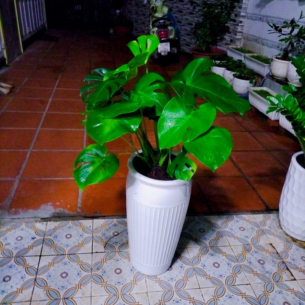 Monstera-chậu sứ -size lá 30-35cm