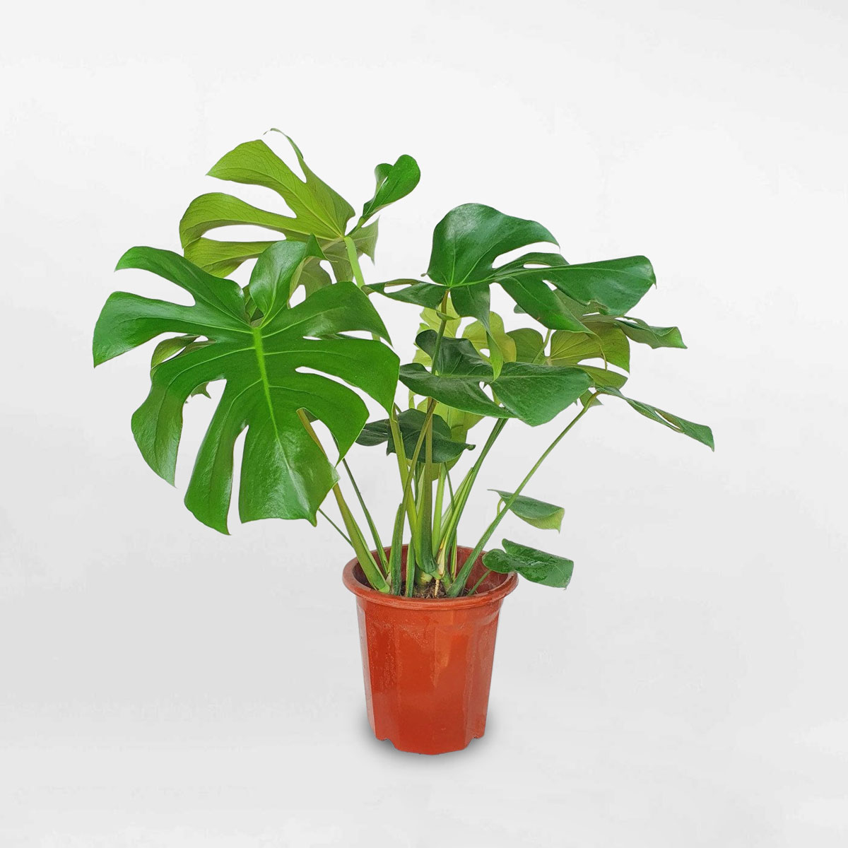 Monstera-chậu nhựa vuông -size lá 30-35cm
