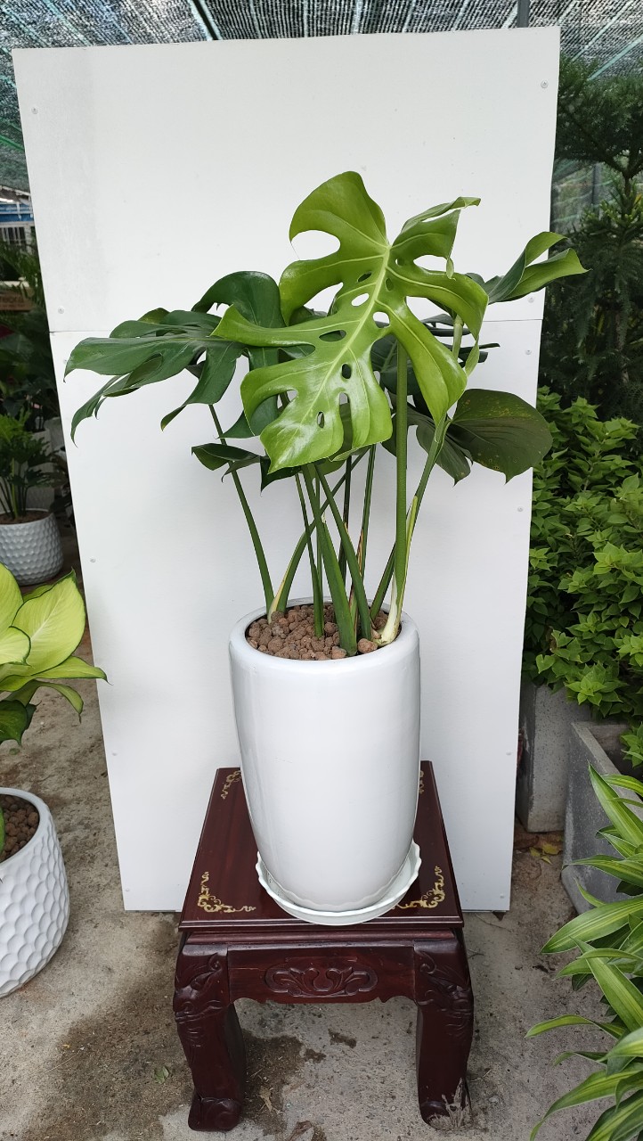 Combo Monstera-lưỡi hổ-chậu nhựa-size lá 30-35cm