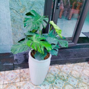 Monstera-chậu sứ -size lá 30-35cm