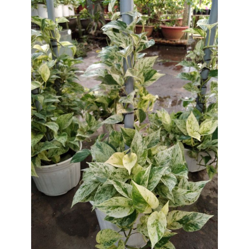 Trầu bà sữa-chậu nhựa