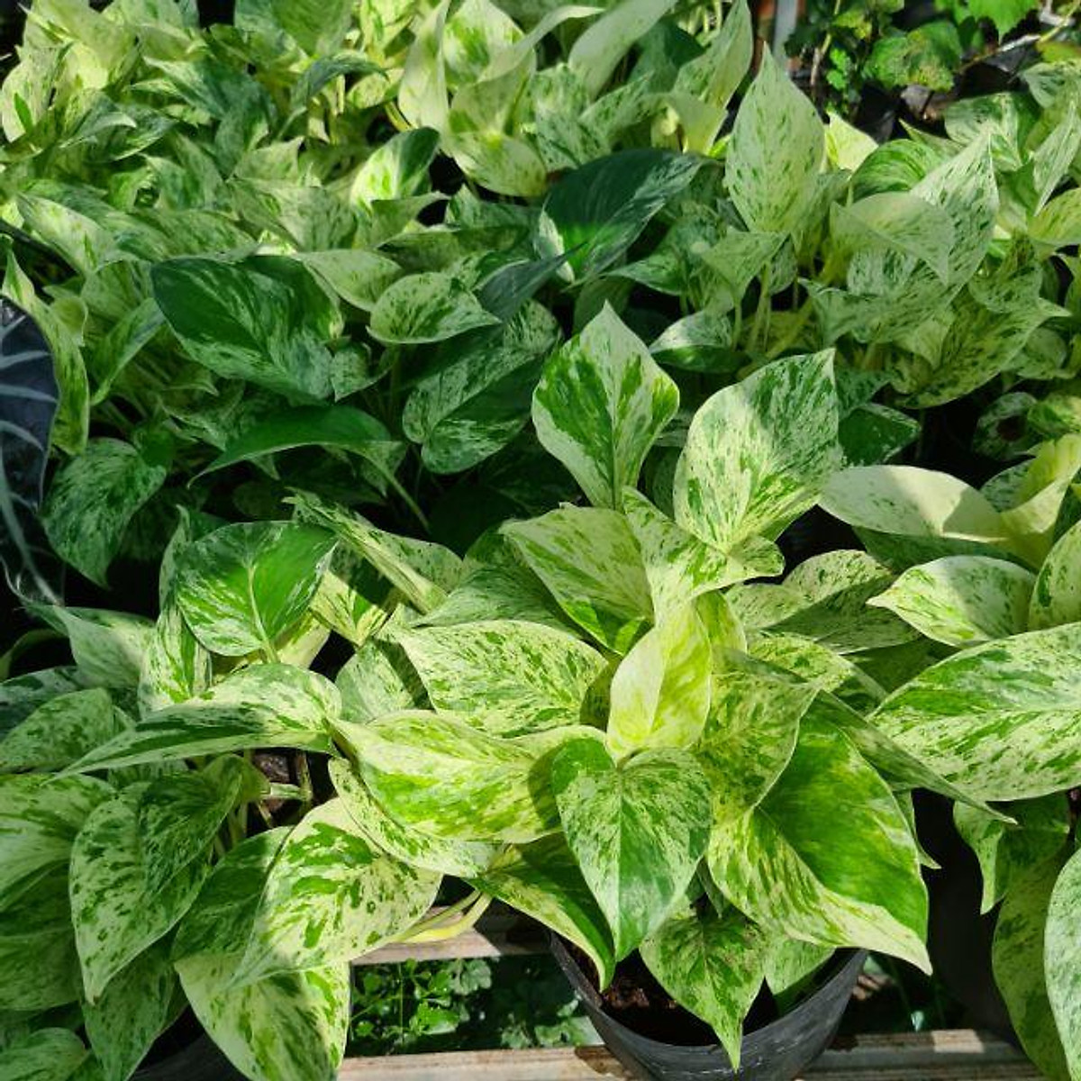 Trầu bà sữa-chậu nhựa