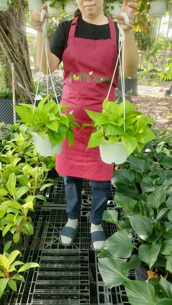 Cây trầu bà thái vàng-cho thuê