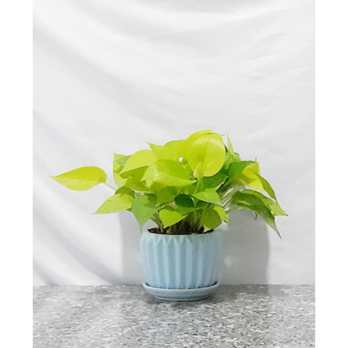 DỊCH VỤ THUÊ CÂY XANH