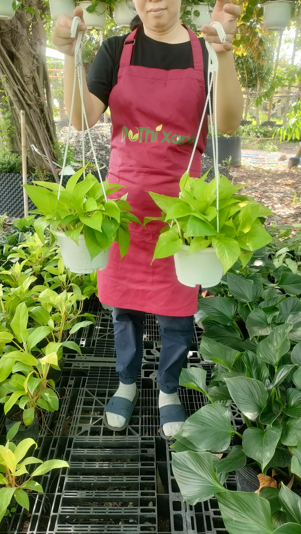 Trầu bà thái vàng-chậu nhựa