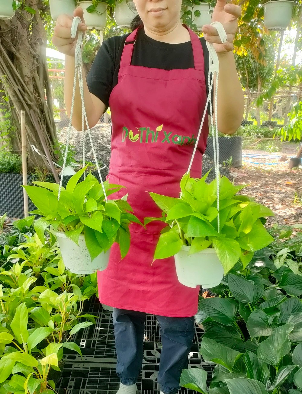 Trầu bà thái vàng-chậu nhựa