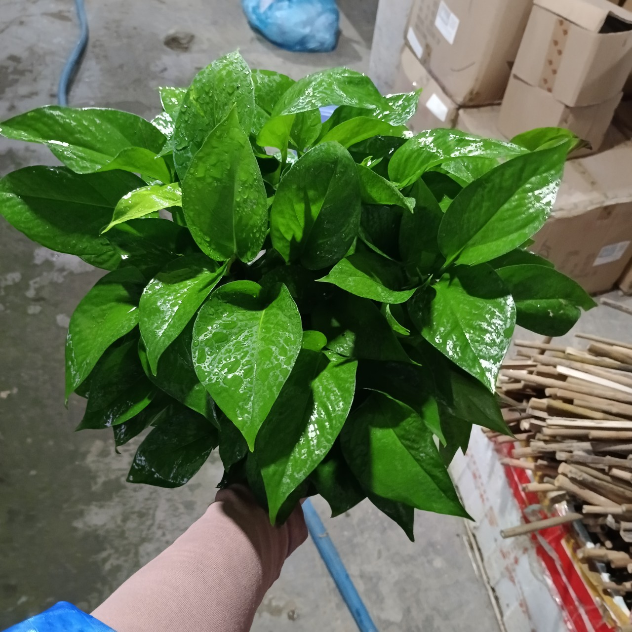 Cây trầu bà thái xanh-chậu nhựa