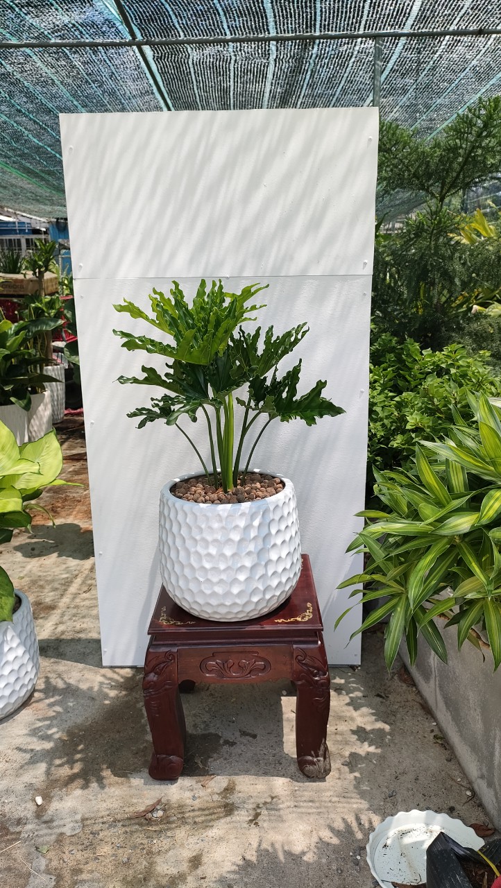 Cây trầu bà thanh xuân-cho thuê