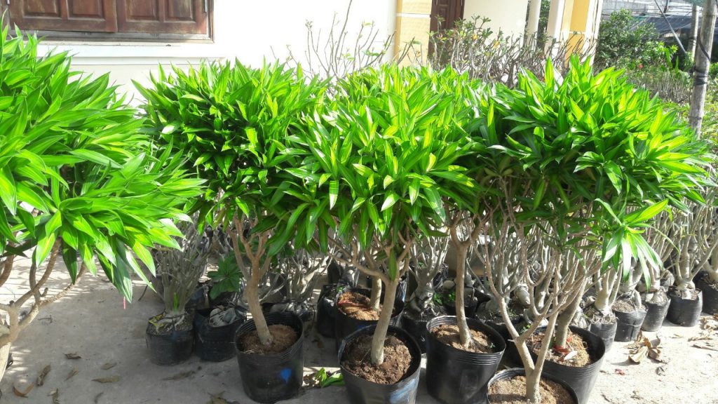 Cây trúc bách hợp-chậu nhựa