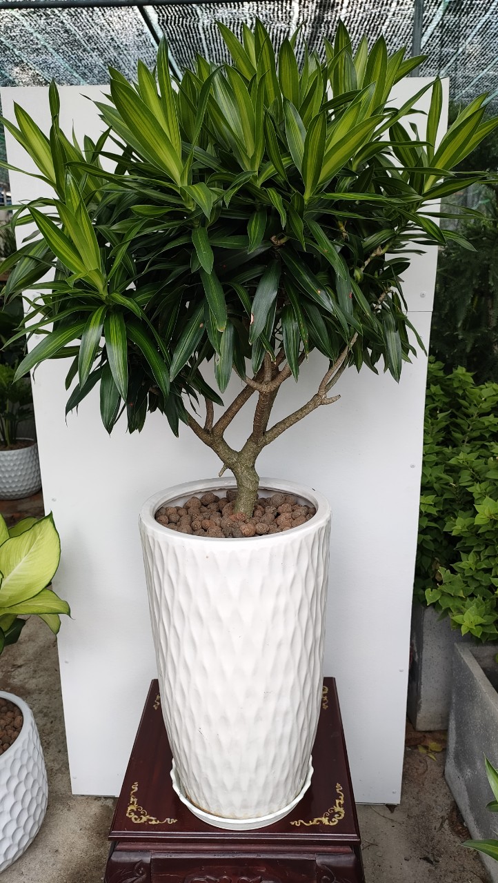 Cây trúc bách hợp-cho thuê