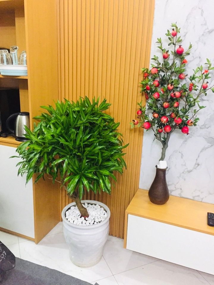 Cây trúc bách hợp-cho thuê