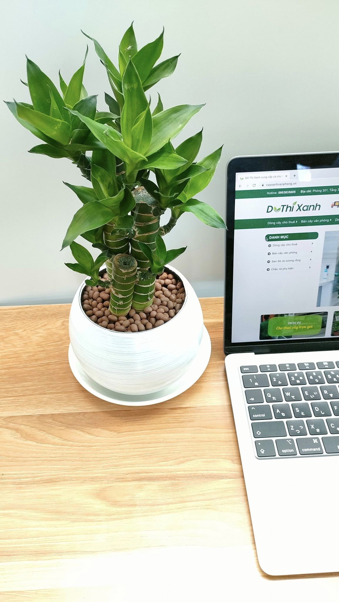 DỊCH VỤ THUÊ CÂY XANH
