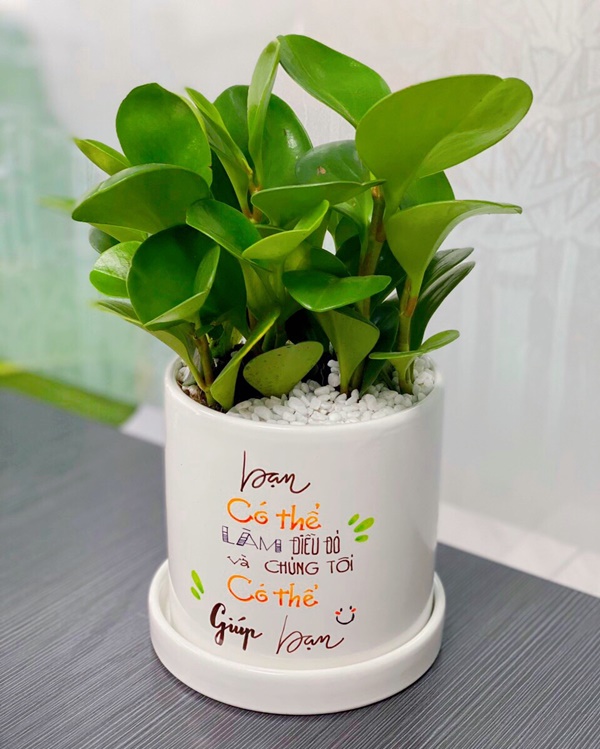 DỊCH VỤ THUÊ CÂY XANH