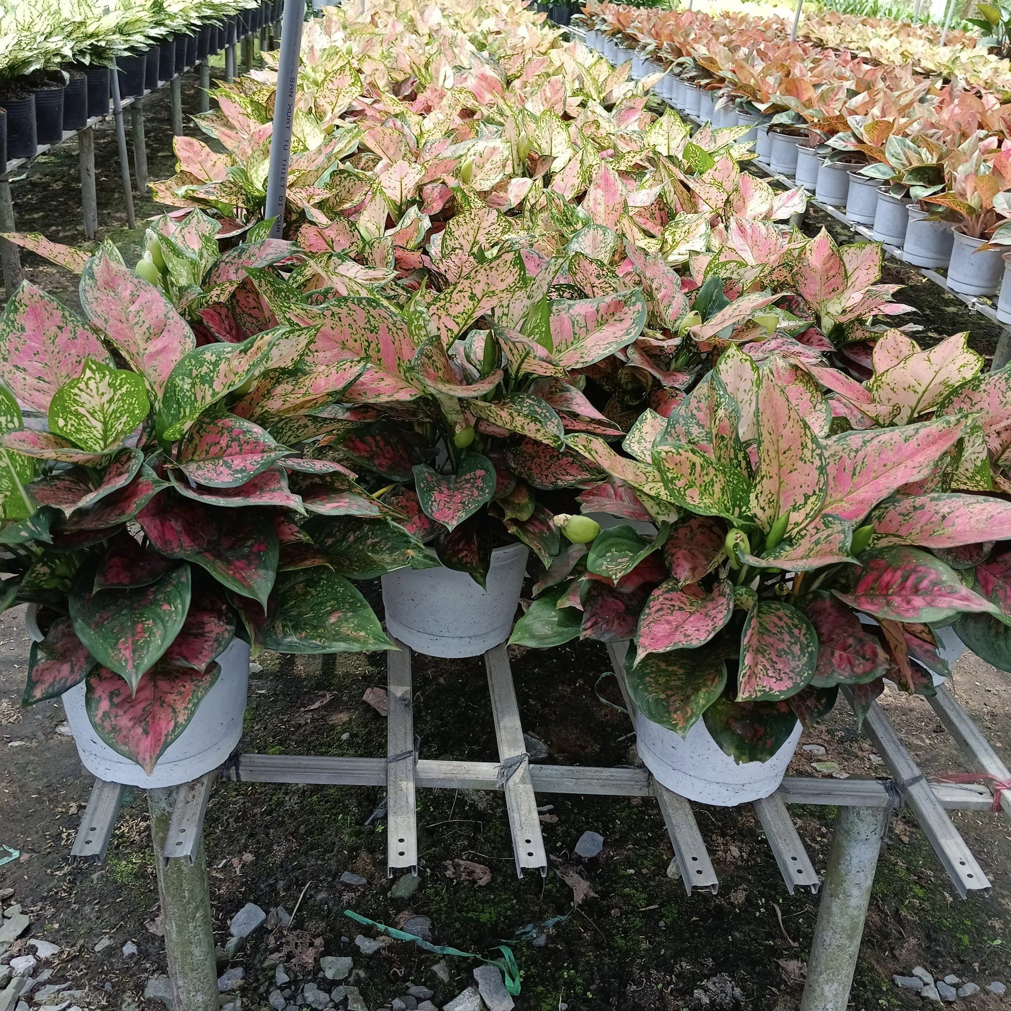 Cây Vạn Lộc để bàn-cho thuê