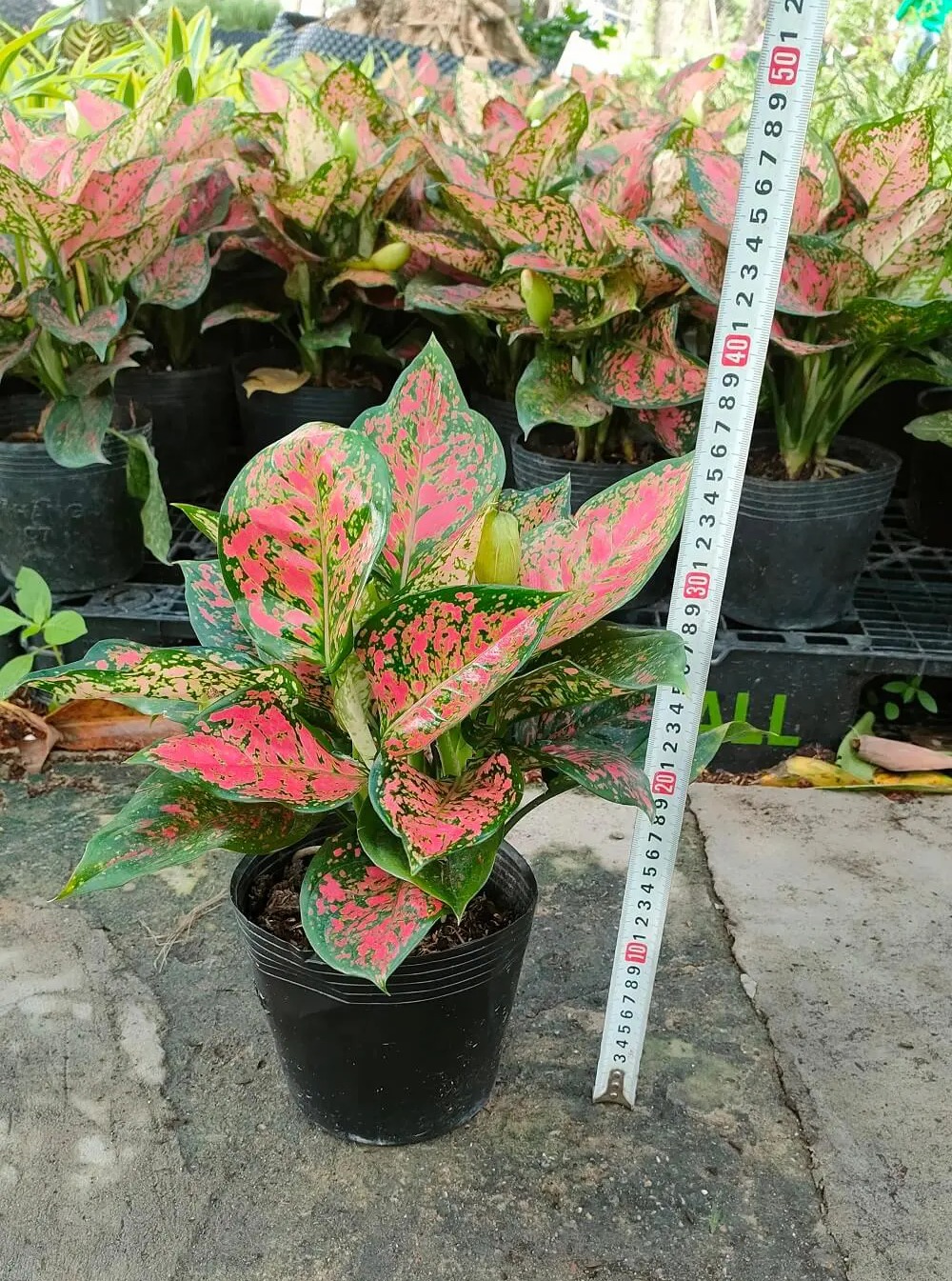 Cây Vạn Lộc -chậu men sứ
