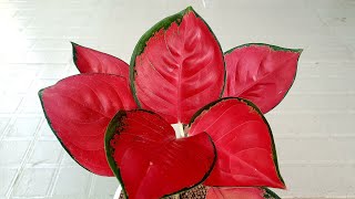 Cây vạn lộc đỏ- chậu men sứ