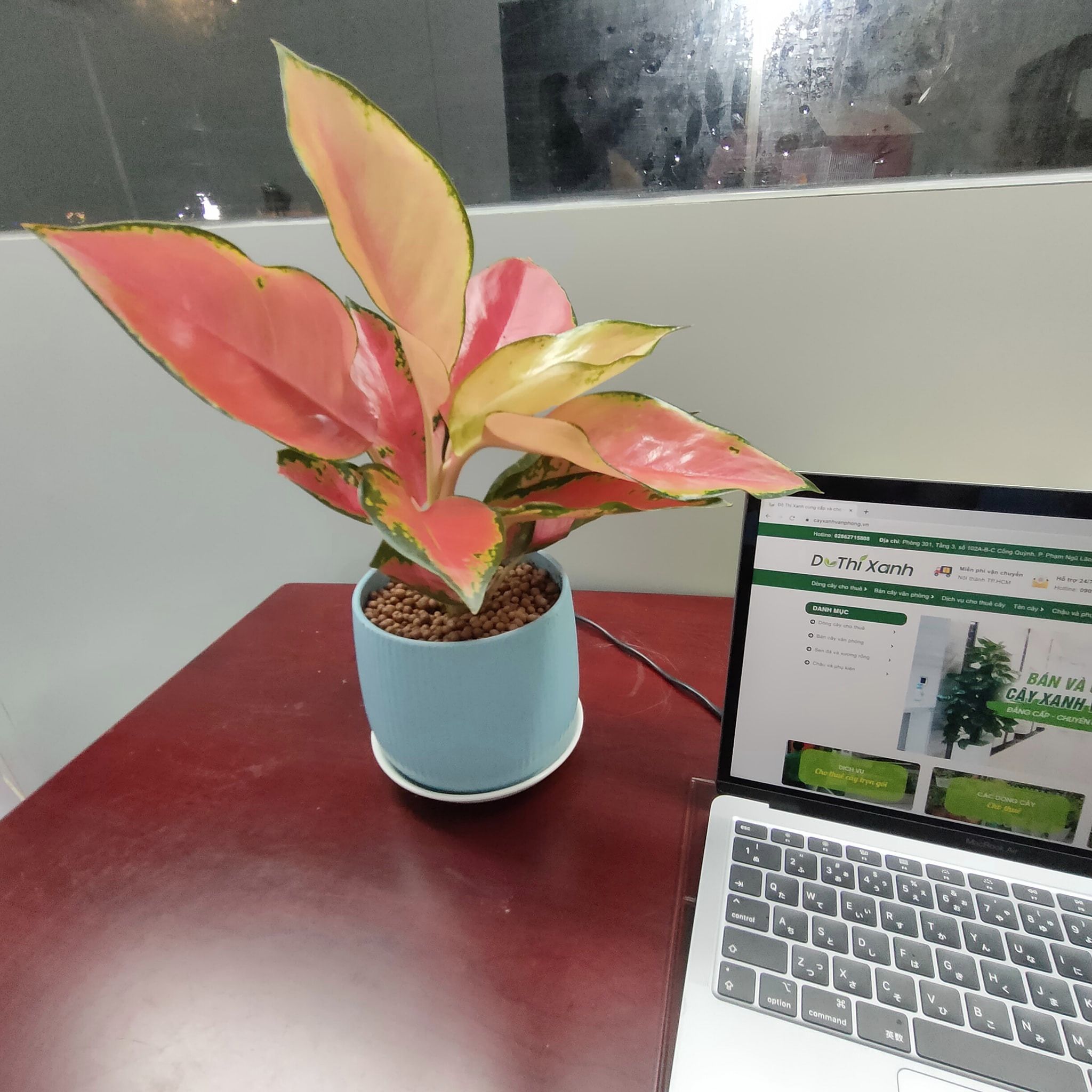 DỊCH VỤ THUÊ CÂY XANH