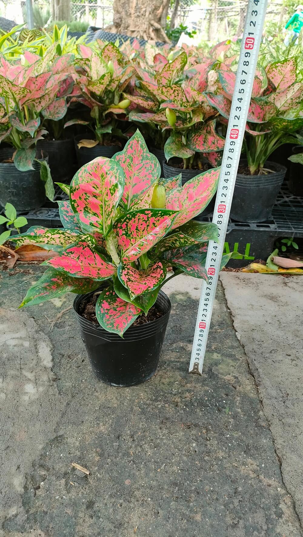 Cây Vạn Lộc để bàn-cho thuê