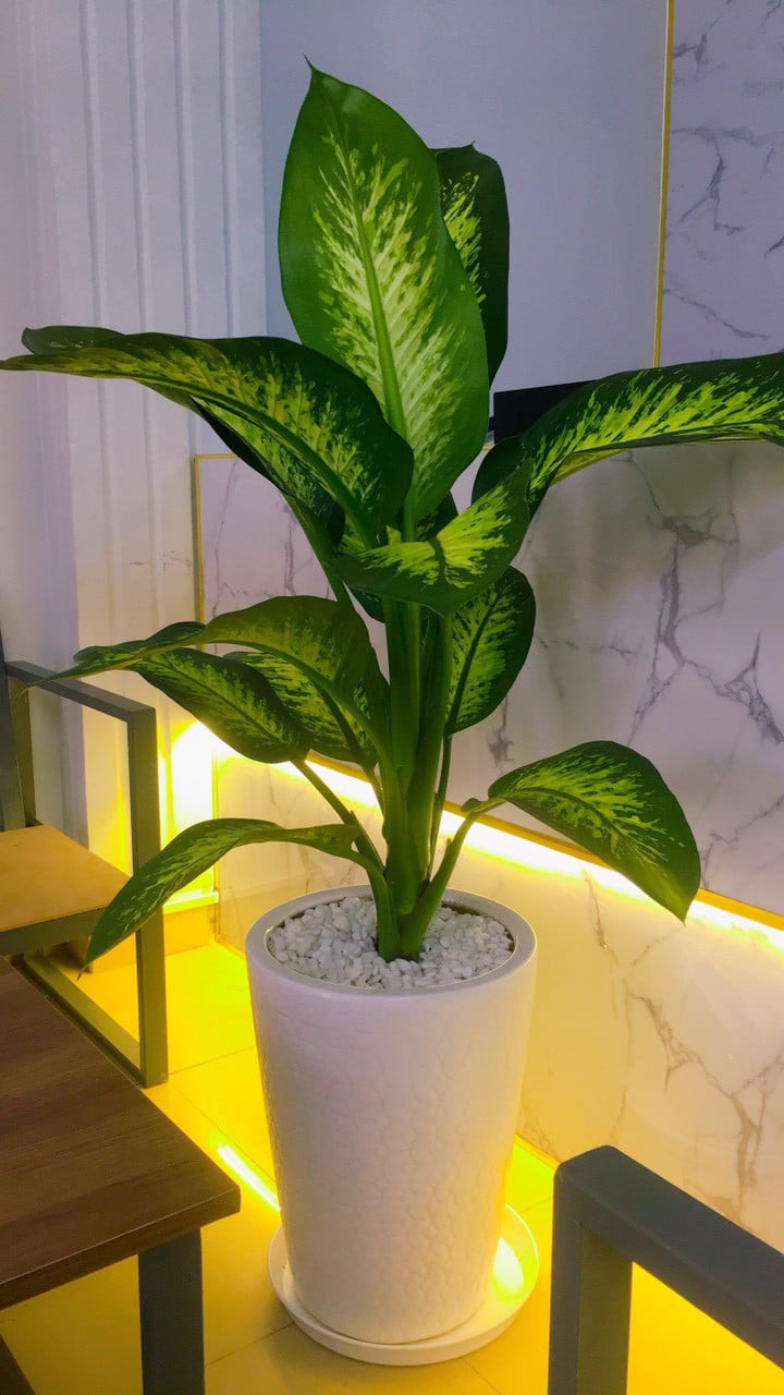 DỊCH VỤ THUÊ CÂY XANH