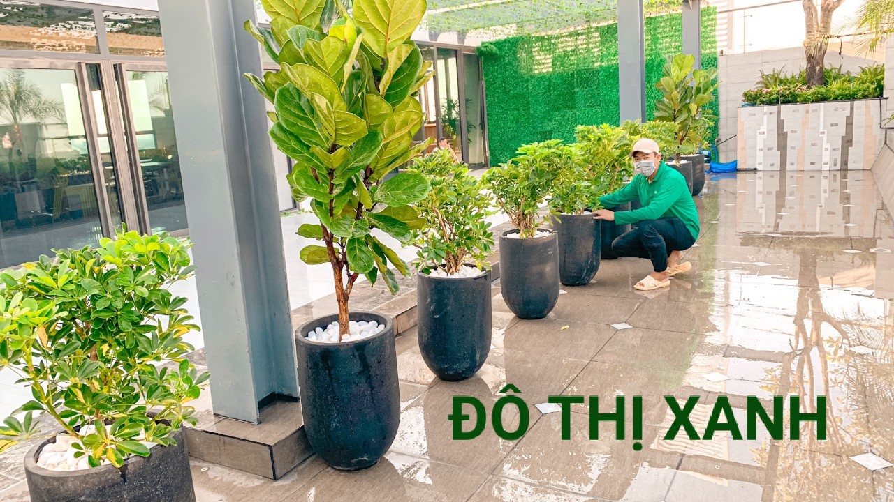 DỊCH VỤ THUÊ CÂY XANH