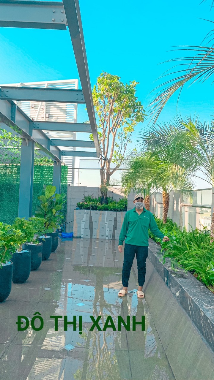 Dịch vụ thuê cây để sàn