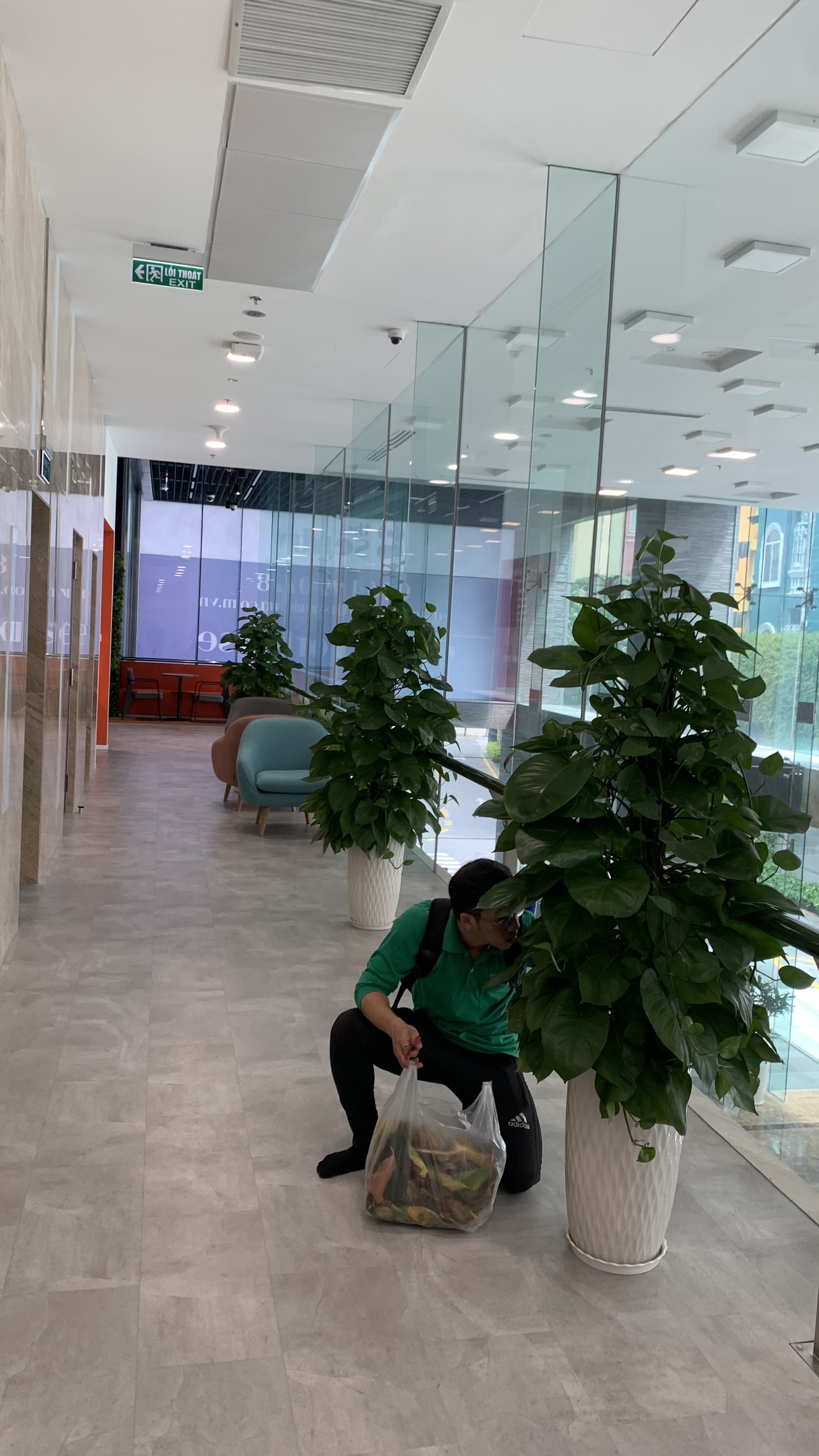 Cây trầu bà cột-chậu men sứ