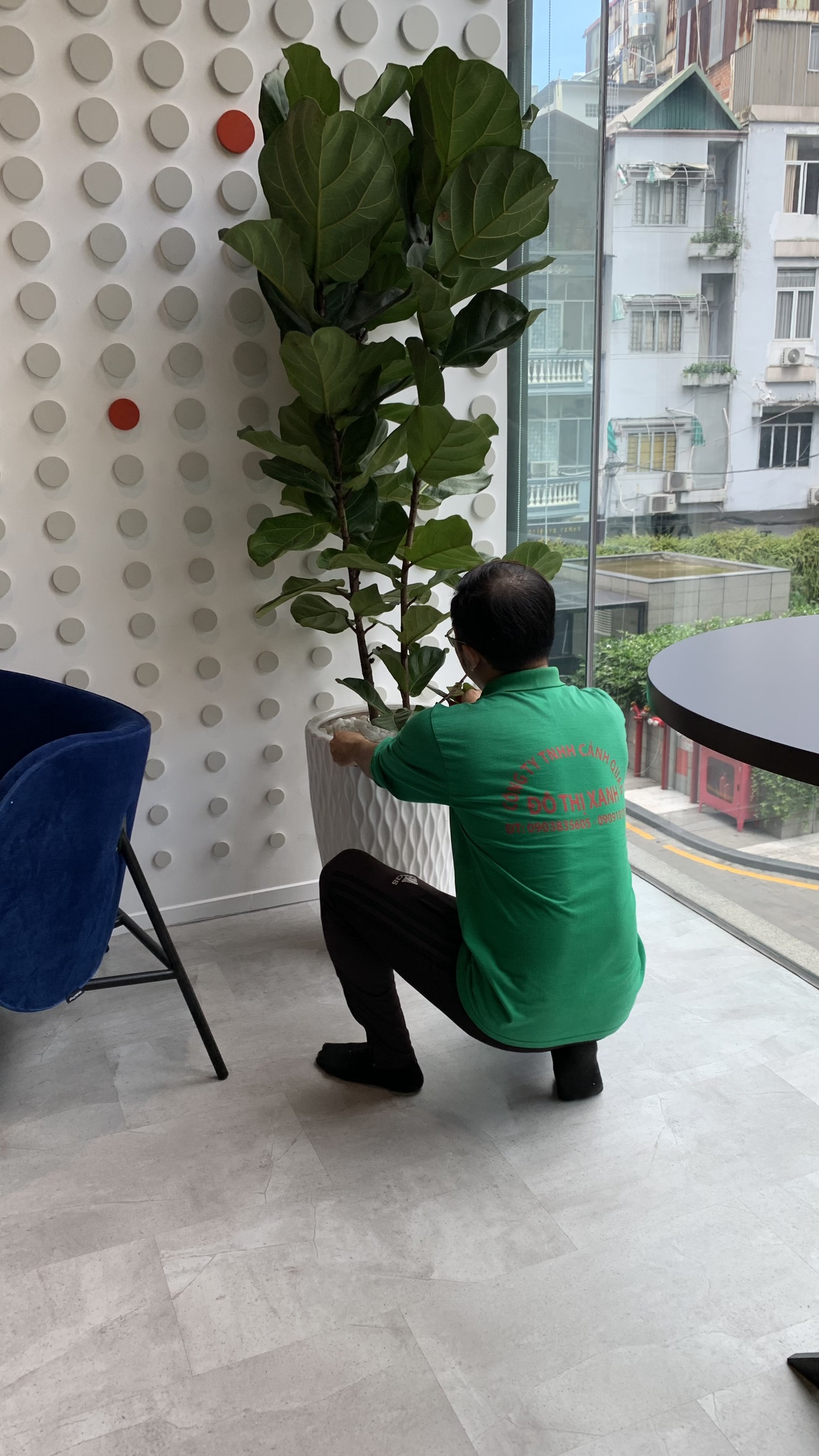 DỊCH VỤ THUÊ CÂY XANH